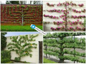 تربیت دوبعدی درخت‌های میوه برای رشد مقابل دیوار یا نرده